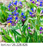 Медуница мягчайшая ( лат. Pulmonaria mollis ). Цветущее растение и Шмель ( лат. Bombus ) собирающий нектар. Стоковое фото, фотограф Евгений Мухортов / Фотобанк Лори
