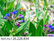 Медуница мягчайшая ( лат. Pulmonaria mollis ). Цветущее растение и Шмель ( лат. Bombus ) собирающий нектар. Стоковое фото, фотограф Евгений Мухортов / Фотобанк Лори