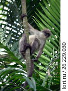 Dusky leaf monkey (2014 год). Стоковое фото, фотограф Татьяна Карасева / Фотобанк Лори
