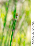 Растение Хвощ зимующий ( лат. Equisetum hyemale ) Стоковое фото, фотограф Евгений Мухортов / Фотобанк Лори