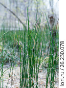 Растение Хвощ зимующий ( лат. Equisetum hyemale ) Стоковое фото, фотограф Евгений Мухортов / Фотобанк Лори