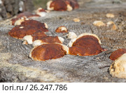 Грибы трутовики окаймлённые (лат. Fomitopsis pinicola) растут на старом пне. Стоковое фото, фотограф Елена Коромыслова / Фотобанк Лори