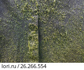 The texture of a cloak contaminated with mown grass. Стоковое фото, фотограф Oleksandr Khalimonov / Фотобанк Лори