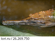 False gharial. Стоковое фото, фотограф Татьяна Карасева / Фотобанк Лори