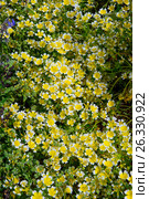 Лимнантовые - Poached egg plant или Лимнантес Дугласа цветы. Стоковое фото, фотограф Татьяна Кахилл / Фотобанк Лори