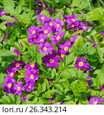 Примула Юлии (лат. Primula juliae) Стоковое фото, фотограф Елена Коромыслова / Фотобанк Лори