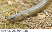Безногая ящерица ломкая веретеница (Anguis fragilis) медленно уползает. Стоковое видео, видеограф Терешко Сергей / Фотобанк Лори