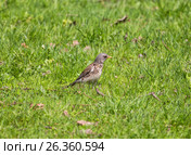 Дрозд-рябинник (turdus pilaris) в траве. Стоковое фото, фотограф Юлия Бабкина / Фотобанк Лори