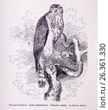 Тетеревятникъ (Astur palumbarius).  Молодой самец -  рисунок из книги А. Брэма "Жизнь животных" 1896 г. Стоковая иллюстрация, иллюстратор Вера Смолянинова / Фотобанк Лори