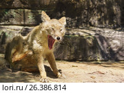 Корсак, или степная лисица (лат. Vulpes corsac) — хищное млекопитающее рода лисиц семейства псовых - зевает. Стоковое фото, фотограф Наталья Гармашева / Фотобанк Лори