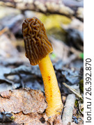 Черный свежий гриб сморчок в лесу. Black morel fresh mushroom. Стоковое фото, фотограф TasiPas / Фотобанк Лори