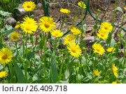 Дороникум (лат. Doronicum) в саду. Стоковое фото, фотограф Елена Коромыслова / Фотобанк Лори