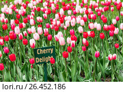 Тюльпаны Тюльпаны Candy Apple Delight (Кэнди Эпл Дилайт) и Cherri Delite (Черри Дилайт). Фестиваль тюльпанов на Елагином острове. Санкт-Петербург (2017 год). Редакционное фото, фотограф Александр Щепин / Фотобанк Лори