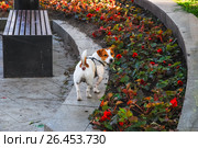 Джек Рассел терьер (Jack Russell Terrier) на прогулке. Стоковое фото, фотограф Алёшина Оксана / Фотобанк Лори