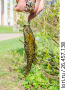 Пойманный головешка-ротан (Perccottus glenii) в руке рыбака. Стоковое фото, фотограф Алёшина Оксана / Фотобанк Лори