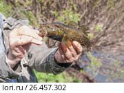 Рыбак держит в руках пойманного головешку-ротана (Perccottus glenii) Стоковое фото, фотограф Алёшина Оксана / Фотобанк Лори