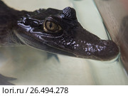 Beautiful caiman crocodile. Стоковое фото, фотограф Jan Jack Russo Media / Фотобанк Лори
