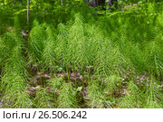 Многолетнее травянистое растение Хвощ полевой ( лат. Equisetum arvenseи ). Группа растений в лесу. Стоковое фото, фотограф Евгений Мухортов / Фотобанк Лори