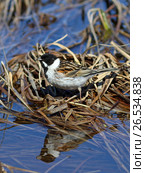 Тростниковая овсянка, камышовая овсянка или камышник (лат. Emberiza schoeniclus). Птица весной среди воды и травы, Ямало-Ненецкий автономный округ. Стоковое фото, фотограф Григорий Писоцкий / Фотобанк Лори