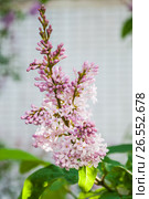 Бледно розовая венгерская сирень (Syringa josikaea) Стоковое фото, фотограф Алёшина Оксана / Фотобанк Лори