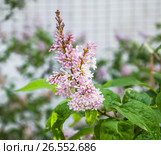 Сирень венгерская (Syringa josikaea) бледно розовая. Стоковое фото, фотограф Алёшина Оксана / Фотобанк Лори