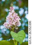 Сирень венгерская (Syringa josikaea) бледно розовая. Стоковое фото, фотограф Алёшина Оксана / Фотобанк Лори