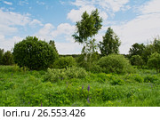 Образы в природе. Стоковое фото, фотограф Игорь Камаев / Фотобанк Лори