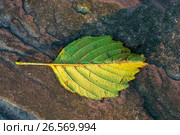Россия, жёлтый опавший лист на фактуре камня. Стоковое фото, фотограф glokaya_kuzdra / Фотобанк Лори