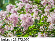 Пышный куст бледно-розовой венгерской сирени (Syringa josikaea) Стоковое фото, фотограф Алёшина Оксана / Фотобанк Лори