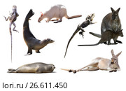 australian animals isolated. Стоковое фото, фотограф Яков Филимонов / Фотобанк Лори