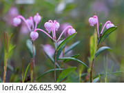 Подбел многолистный (лат. Andromeda polifolia). Цветение растения крупным планом, Ямало-Ненецкий автономный округ. Стоковое фото, фотограф Григорий Писоцкий / Фотобанк Лори