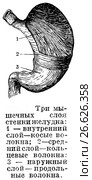 Три мышечных слоя стенки желудка человека. Стоковая иллюстрация, иллюстратор Макаров Алексей / Фотобанк Лори