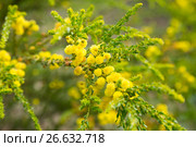 acacia truncata flowers. Стоковое фото, фотограф Яков Филимонов / Фотобанк Лори