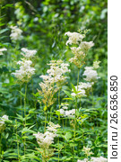 Лабазник вязолистный (Latin name Filipendula ulmaria). Дикорастущее лекарственное растение Сибири. Стоковое фото, фотограф Евгений Мухортов / Фотобанк Лори