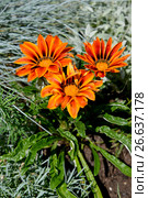 Газания (гацания) жестковатая (Gazania rigens (L.) Gaertn.). Цветение. Стоковое фото, фотограф Ирина Борсученко / Фотобанк Лори