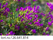 Ice-plant (Lampranthus multiradiatus) plant. Стоковое фото, фотограф Яков Филимонов / Фотобанк Лори