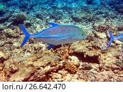 Jack fish- Caranx lugubris (2010 год). Стоковое фото, фотограф Куликов Константин / Фотобанк Лори
