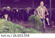 Farmer feeding cows with grass in farm. Стоковое фото, фотограф Яков Филимонов / Фотобанк Лори