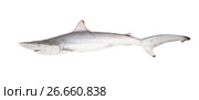 Рифовая чернопёрая акула (Carcharhinus limbatus).  Изолировано на белом фоне. Стоковое фото, фотограф Ирина Кожемякина / Фотобанк Лори