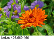 Календула (лат. Calendula officinalis) в саду крупным палном. Стоковое фото, фотограф Елена Коромыслова / Фотобанк Лори