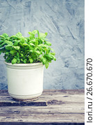 Basil herb in pot. Стоковое фото, фотограф Андрей Маслаков / Фотобанк Лори