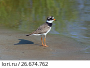 Галстучник, или зуек-галстучник (Charadrius hiaticula). Птица стоит на берегу озера, Ямало-Ненецкий автономный округ. Стоковое фото, фотограф Григорий Писоцкий / Фотобанк Лори