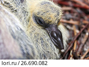 The young pigeon in the nest of the branches. one. Стоковое фото, фотограф Глазкова Ксения / Фотобанк Лори
