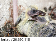 Pigeon children in a nest of branches. Calms the sister. Стоковое фото, фотограф Глазкова Ксения / Фотобанк Лори