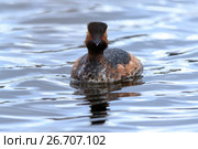 Поганка черношейная. Black-necked Grebe (Podiceps nigricollis, Podiceps caspicus). Стоковое фото, фотограф Василий Вишневский / Фотобанк Лори
