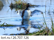 Поганка черношейная. Black-necked Grebe (Podiceps nigricollis, Podiceps caspicus).
 Стоковое фото, фотограф Василий Вишневский / Фотобанк Лори