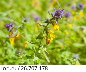 Марьянник дубравный, или Иван-да-марья (лат. Melampyrum nemorosum) на поляне. Стоковое фото, фотограф E. O. / Фотобанк Лори
