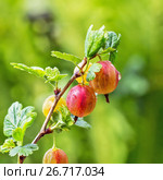 Садовый ягодный кустарник Крыжовник обыкновенный ( лат. Grossularia uva-crispa ). Ветвь с ягодами крупным планом. Стоковое фото, фотограф Евгений Мухортов / Фотобанк Лори