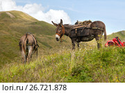 Two donkey at rest in the mountains. Стоковое фото, фотограф Юлия Кузнецова / Фотобанк Лори