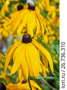 Рудбекия волосистая (лат. Rudbeckia Hirta). Популярное декоративное растение. Цветы крупным планом. Стоковое фото, фотограф Евгений Мухортов / Фотобанк Лори